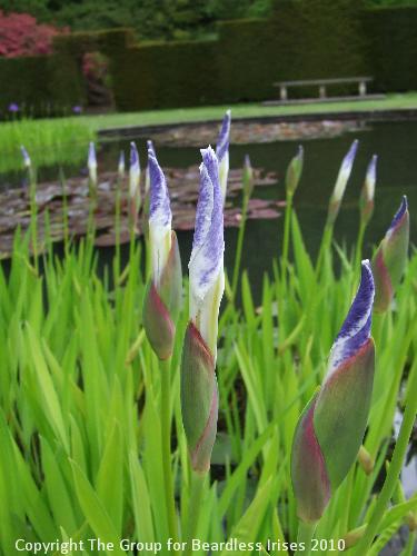 Knightshayes (18)